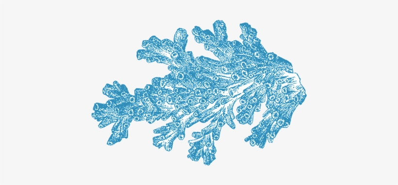 Coral Reef Png Download - Coral Png, transparent png download