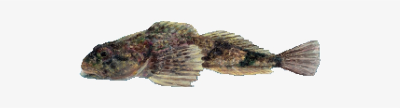 A Small Fish In The Same Family As The Rockfish, This - Gulf Flounder, transparent png download