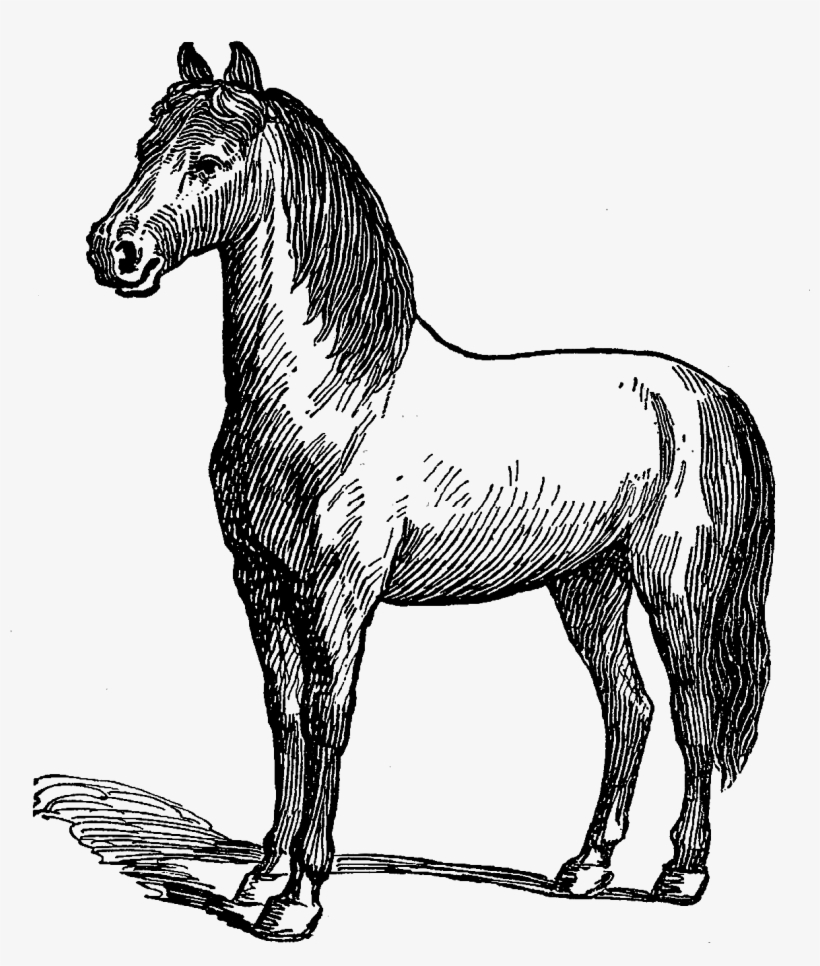 Digital Horse Illustration - Horse, transparent png download