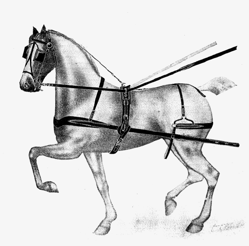 These Horse Digital Stamps Show Two Examples Of Horse - Horse, transparent png download