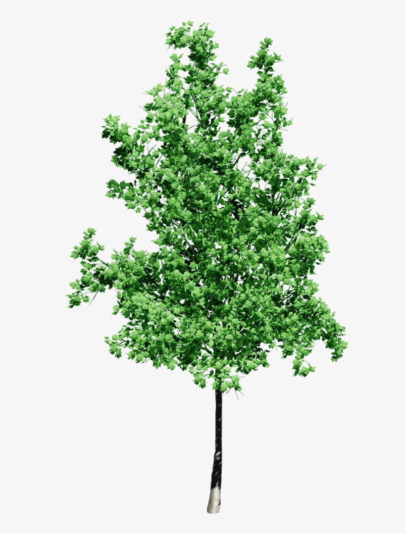 Print Photos - Small Tree Transparent Background, transparent png download