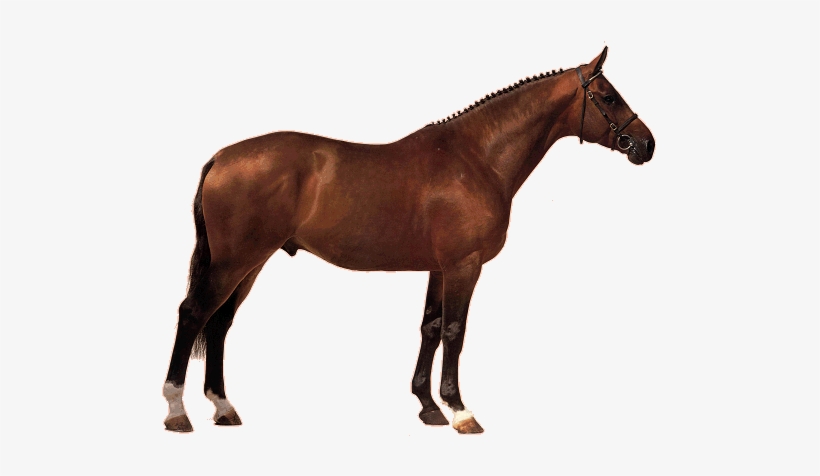 Dánský Teplokrevník - Visual Dictionary Of The Horse [book], transparent png download