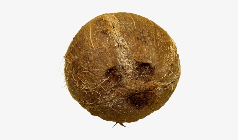 Source - - Coconut, transparent png download