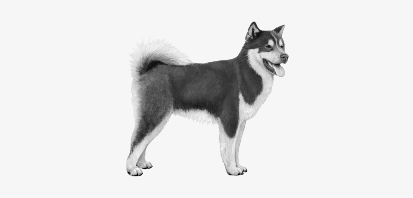 Canadian Eskimo Dog, transparent png download