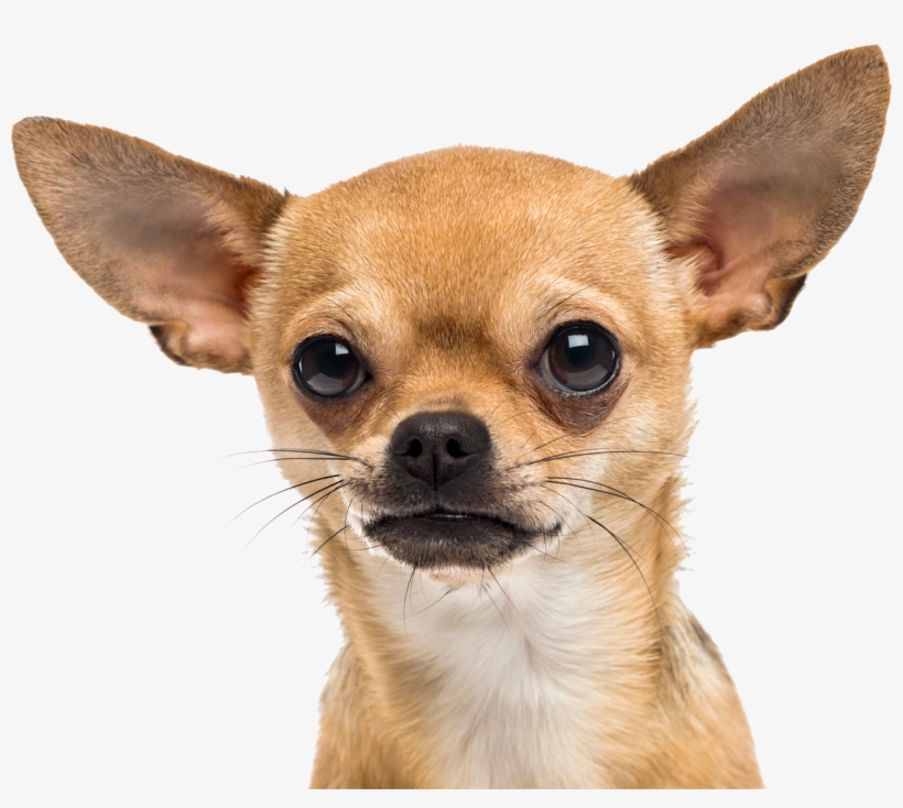 Chihuahua Png, transparent png download