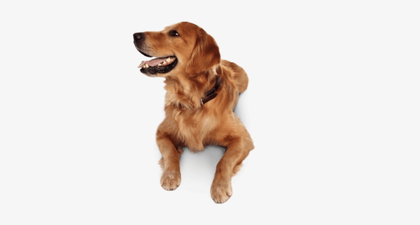 Frontline Small Dog Dosage - Paws N Claws Heated Pet Bed 60x40cm, transparent png download