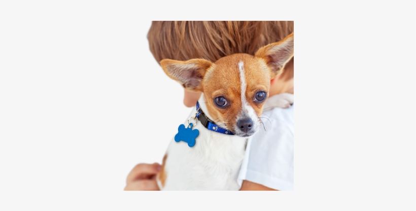 Dog - Small Pet Dogs, transparent png download