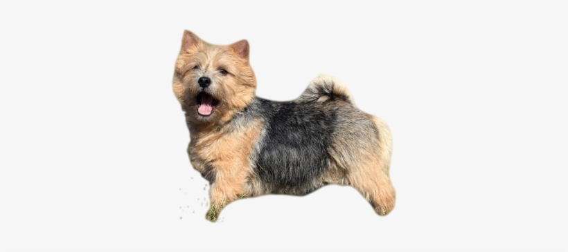 As With Many Terriers, The Norwich Terrier Has An Outer - Norwich Terrier Tricks Training Norwich Terrier Tricks, transparent png download