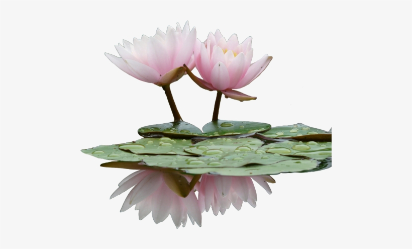 Transparent Looks Better When You Click & Drag - Water Lily Flower Png, transparent png download