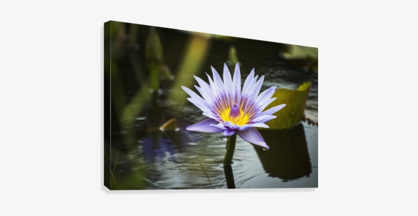 Water Lilies Bloom At The Keahua Arboretum - Water Lilies Bloom At The Keahua Arboretum; Kauai,, transparent png download