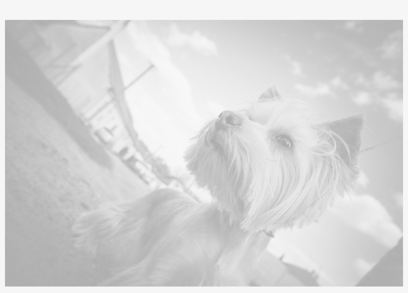 Small-dog - Capa Para Celular Iphone - Yorkshire * 5/5s, transparent png download