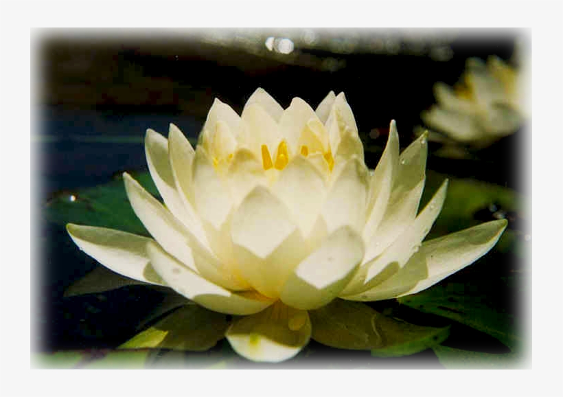 Waterlily "american White" - Photographs Of Water Lilies, transparent png download