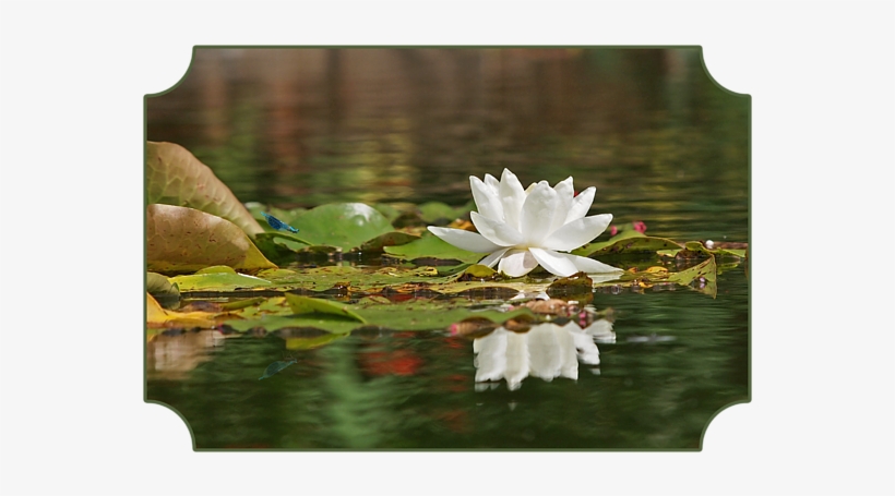 Click And Drag To Re-position The Image, If Desired - Reflection, transparent png download