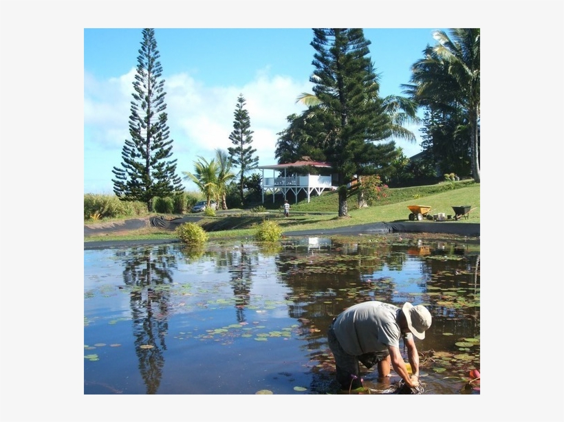 Maui Water Lily Farm, transparent png download