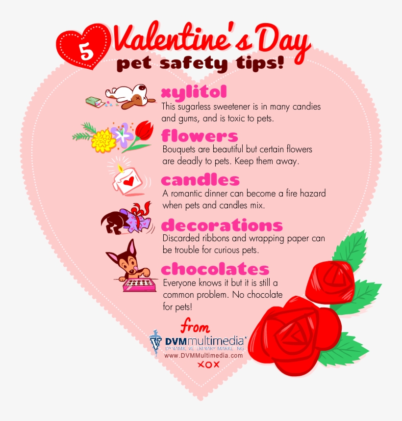 Dvm-valentine - Valentines Day Pet Safety, transparent png download