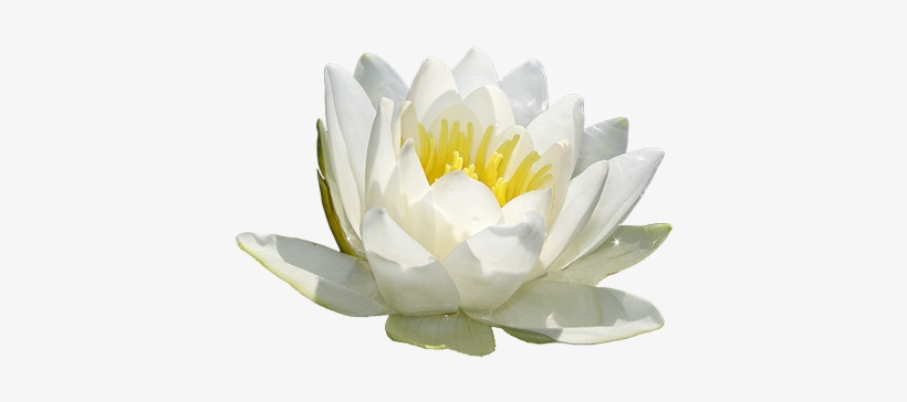 Pond Lily Water Lily Flower Essence Prairie Deva Self - Sacred Lotus, transparent png download