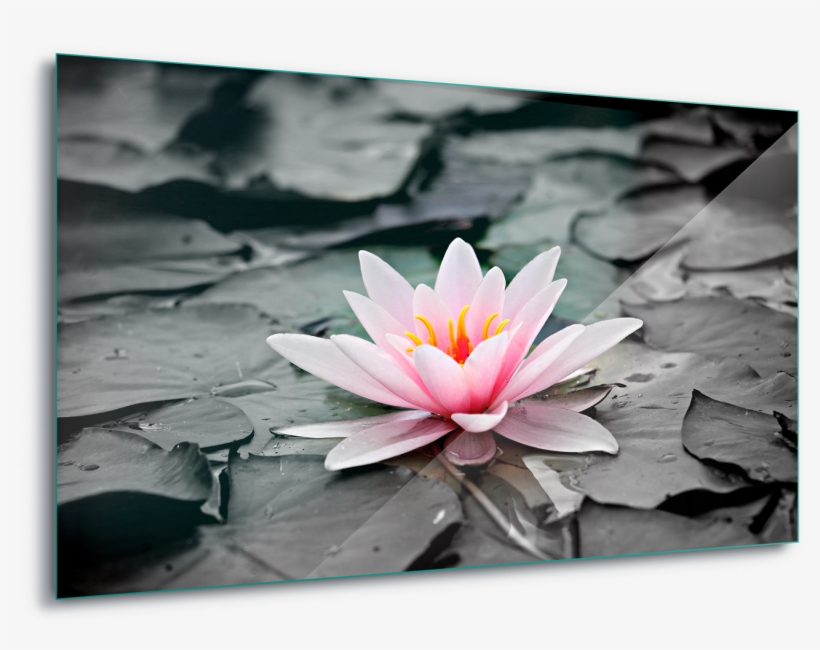 Water Lily Pink Canvas Amp Glass Wall Art - Flor Lotus Quadro, transparent png download