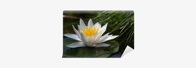 Stock Photography, transparent png download