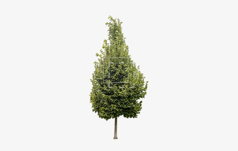 Parent Category - 7ft Pre Lit Cashmere Fir Christmas Tree, transparent png download