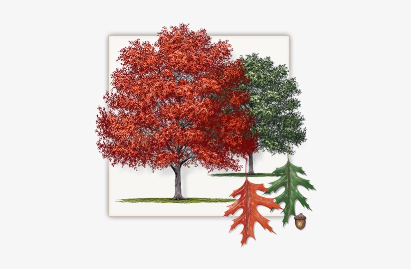 Shumard Red Oak Tree Dallas Fannin Tree Farm Frisco - Red Oak Tree, transparent png download
