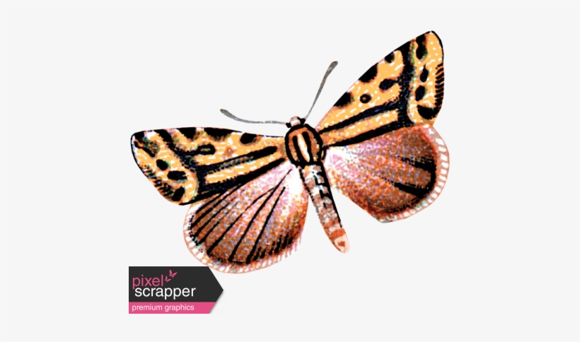 Day Of Thanks - Brush-footed Butterfly, transparent png download