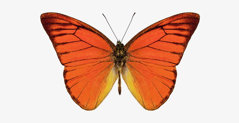 Click And Drag To Re-position The Image, If Desired - Orange Albatross Butterfly, transparent png download