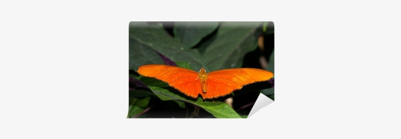 Butterfly, transparent png download