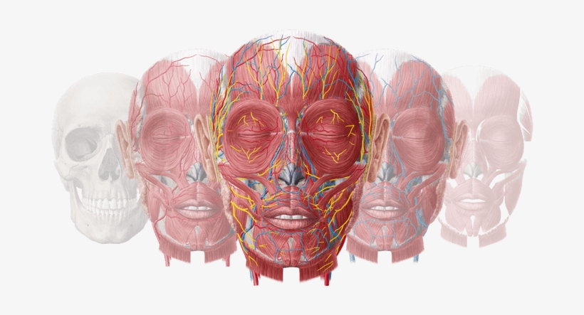 About Us - Anatomy Flashcards: Head - Ebook, transparent png download