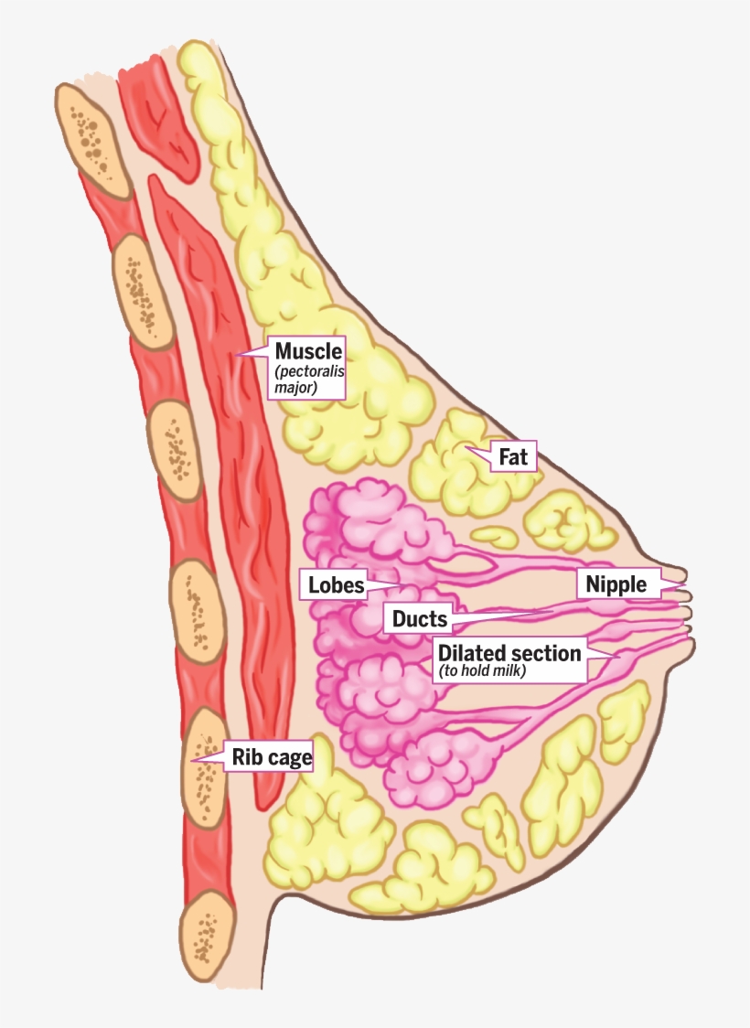 Anatomy Of The Breast Uk, transparent png download