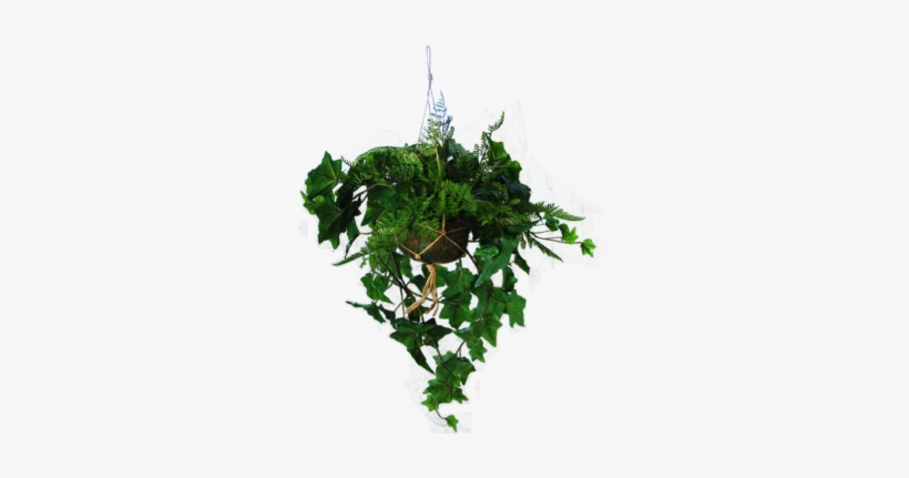 Hanging Basket With Ivy And A Fern - Plants, transparent png download