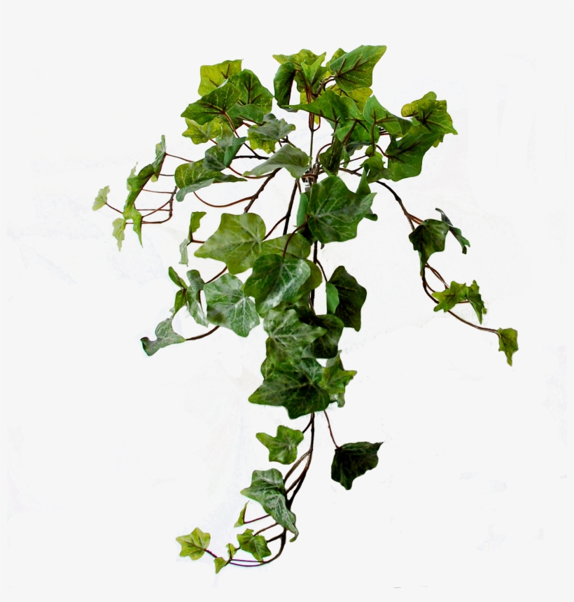 Flowerdutchess Ivy Light Frosted Green 45 Cm - Centimetre, transparent png download