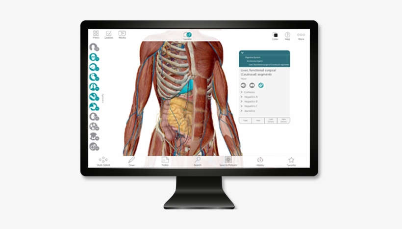 Get Our Awesome Anatomy Emails - Visible Body 2017, transparent png download