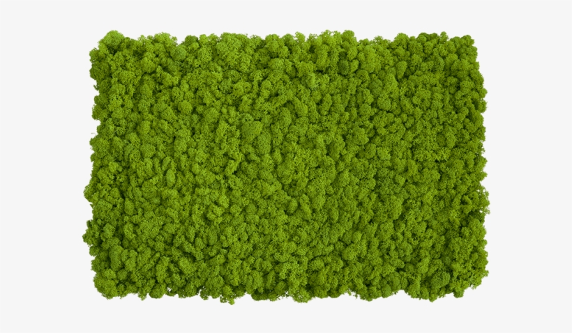 Self Assembly Of Moss Wall With Reindeer Panels Stylegreen - Moss Png, transparent png download