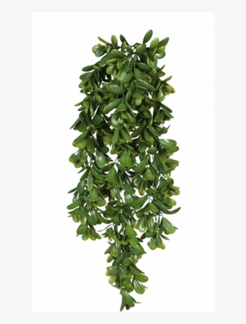 Bracken, transparent png download