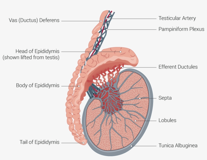 Testis Anatomy Testis Picture Anatomy - Testicle Anatomy, transparent png download