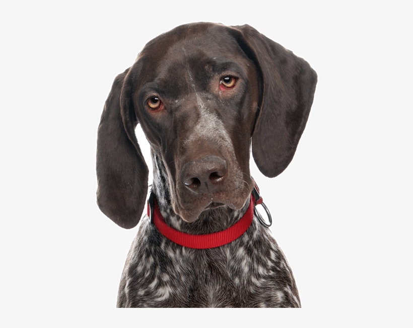 German Shorthaired Pointer, transparent png download