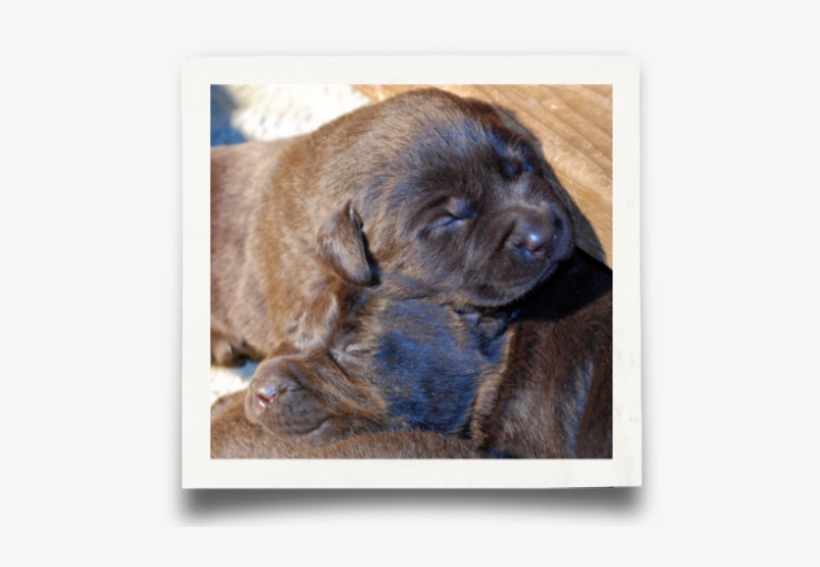 Code Of Ethics - Labrador Retriever, transparent png download