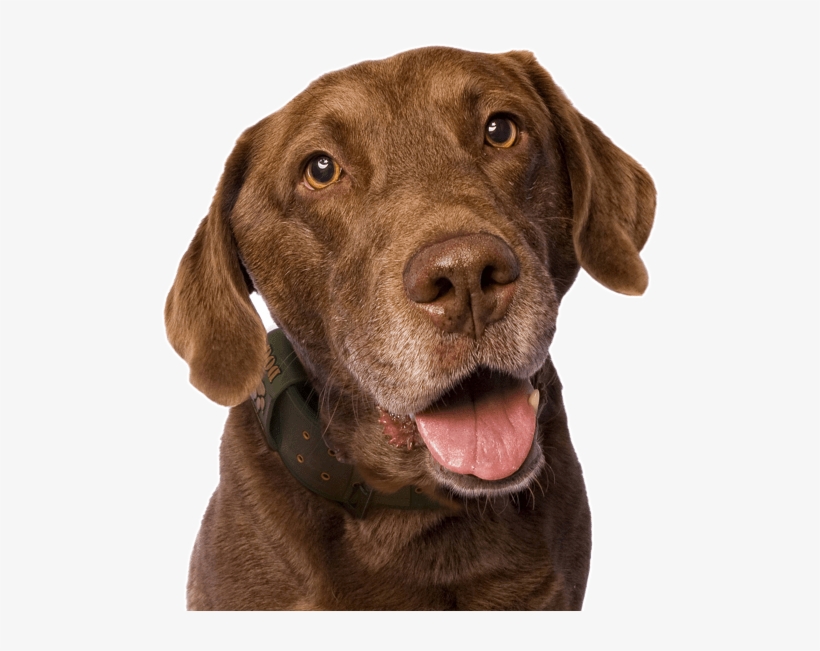 Chesapeake Bay Retriever - Spaniels, Retrievers, And Other Sporting Dogs [book], transparent png download