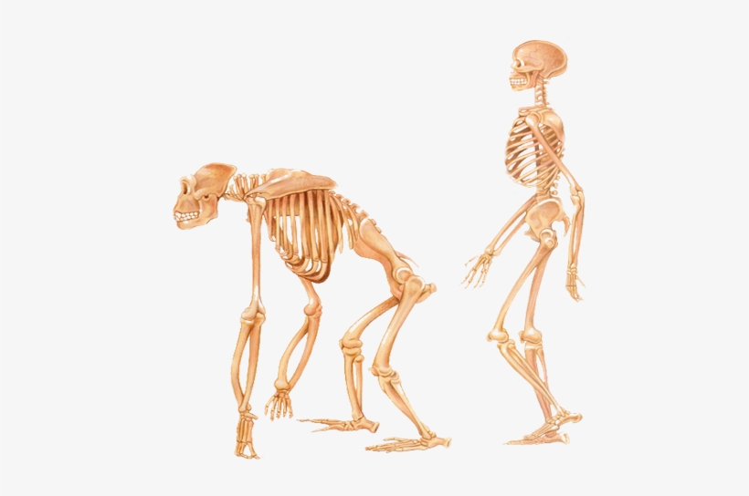 Human Walking Png, transparent png download
