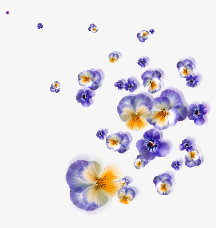 Floating Flower Png - Weki Meki, transparent png download