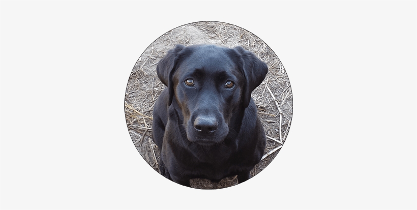 Training - Labrador Retriever, transparent png download