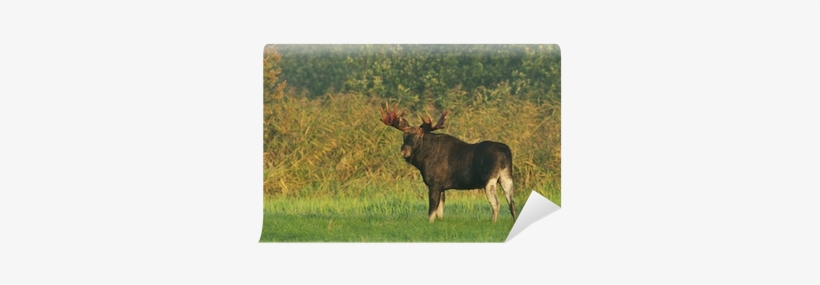 Moose, transparent png download