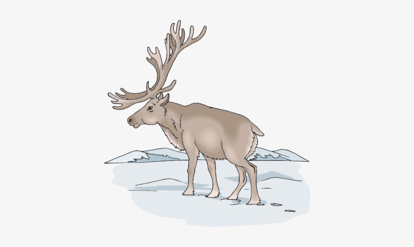 The Other North American Members Of The Deer Family - Cartoon, transparent png download