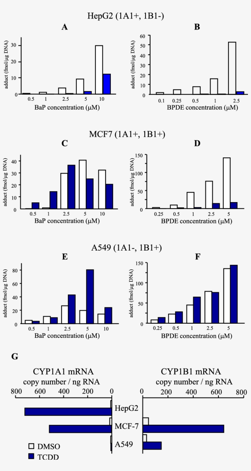Tcdd-mediated Modulation Of Bap Adducts In Various - Common Fig, transparent png download