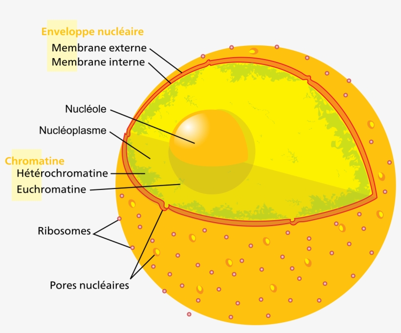 Open - Nuclear Cell, transparent png download