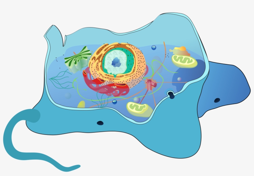 Image Of Vocabulary Word A - Do Animal Cells Have A Cilia, transparent png download