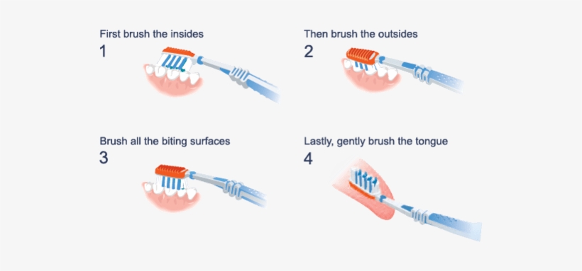 Image Result For Brush Teeth Correctly - Clean Your Teeth Properly, transparent png download