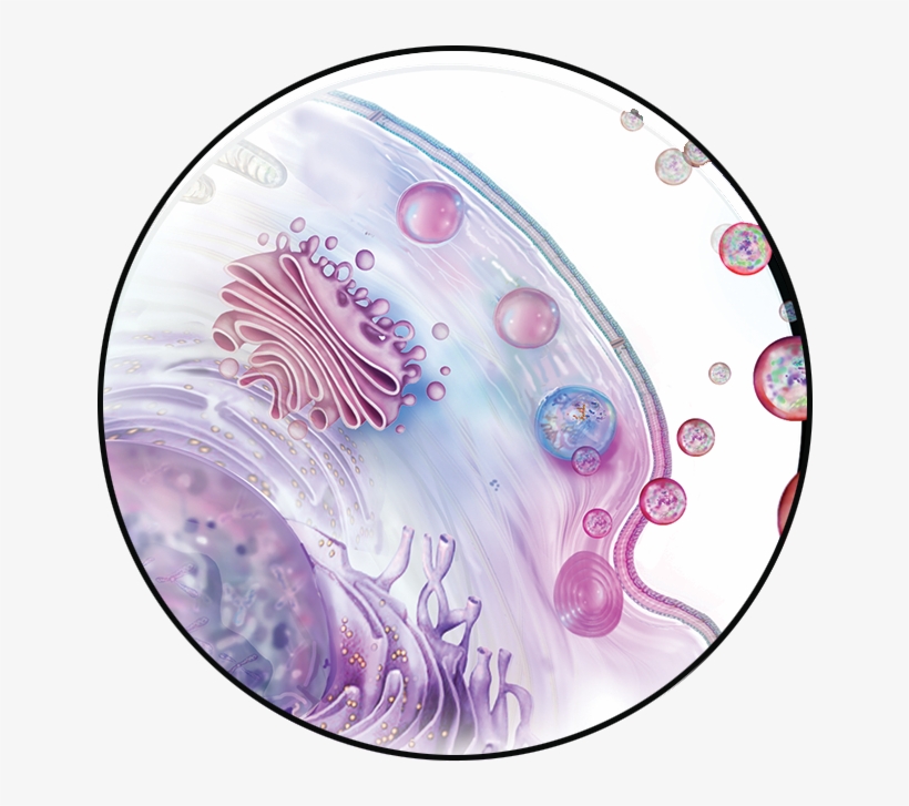 Placental Exosomes, transparent png download