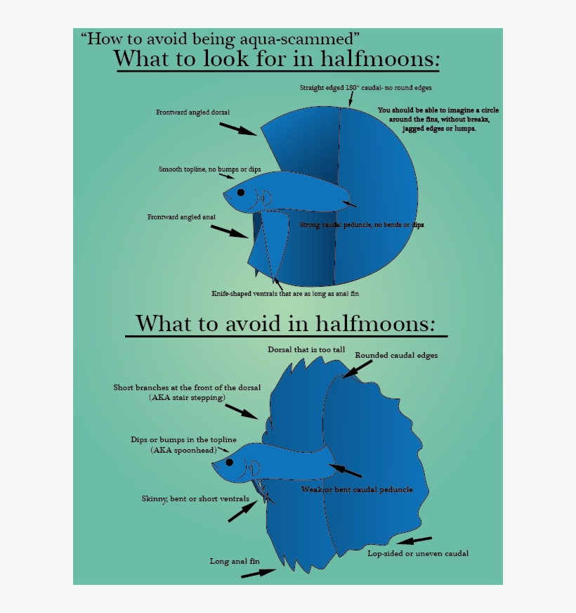What To Look For When Buying A Halfmoon Betta Tank - Baby Halfmoon Betta, transparent png download