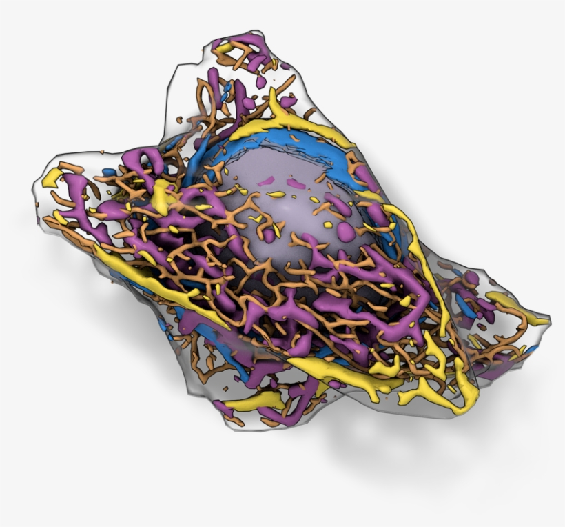 19 May - Allen Integrated Cell, transparent png download
